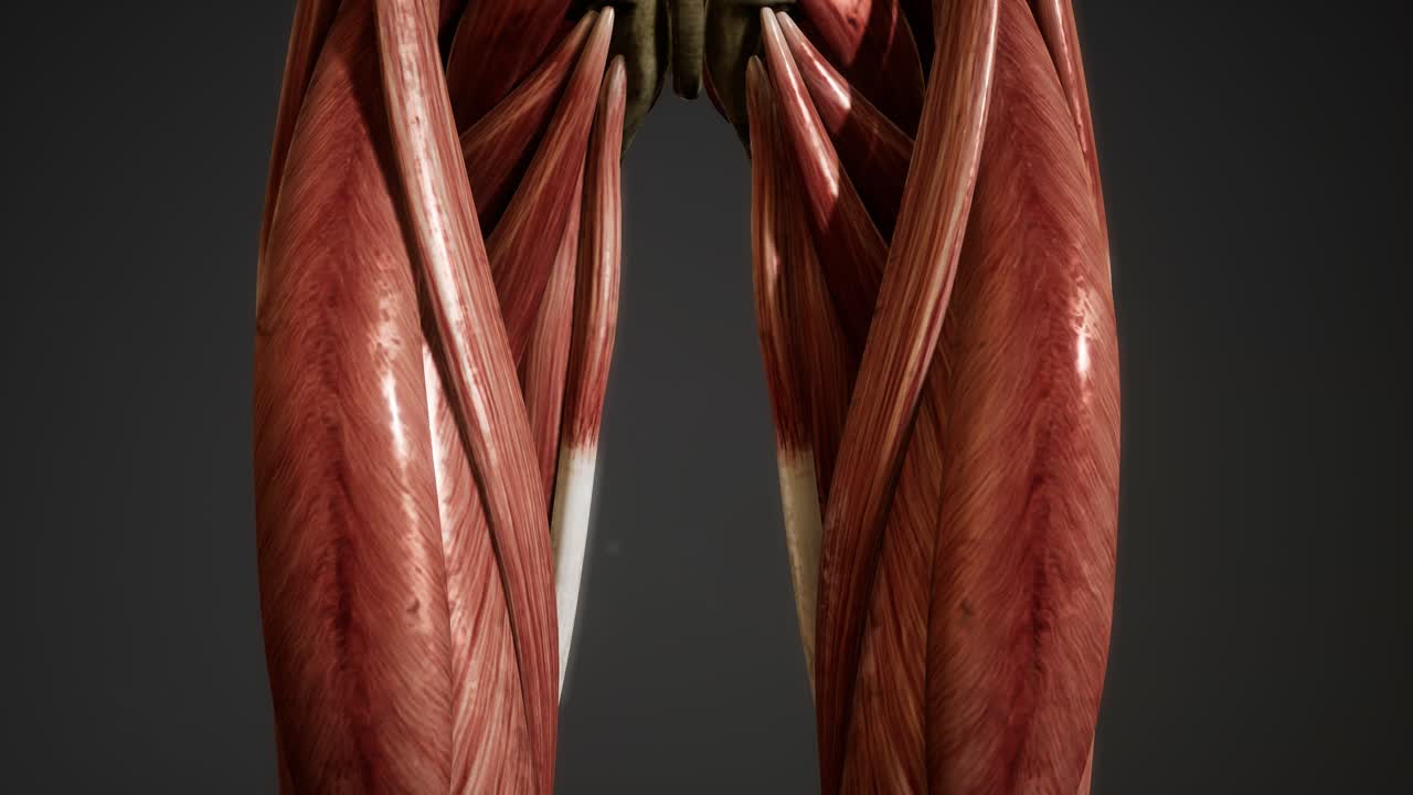 sistema muscular de animación del cuerpo humano