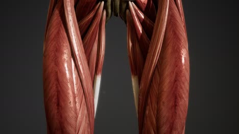 Muscular-System-of-human-body-animation