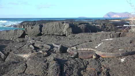 marine iguanas lay on lava rocks in the galapagos islands