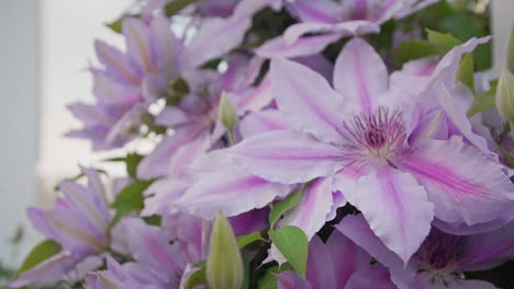 purple-flower-blowing-in-the-wind