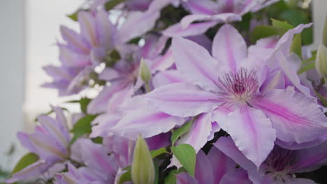 flor morada que sopla en el viento