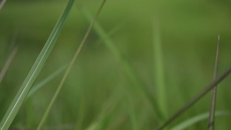 Una-Hierba-Perenne-Originaria-De-Asia-Tropical-Y-Subtropical-Y-También-Introducida-En-Varios-Países