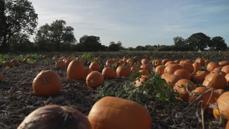 orange pumpkins in the field on a farm