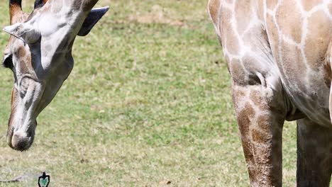 a giraffe bends down to graze on a grassy field, showcasing its long neck and distinctive patterns.