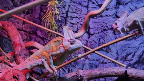 Super-slow-chameleon-walks-and-looks-around