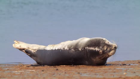 a cute common seal pup lying on a sandbank with ocean sea background, close up wild life footage