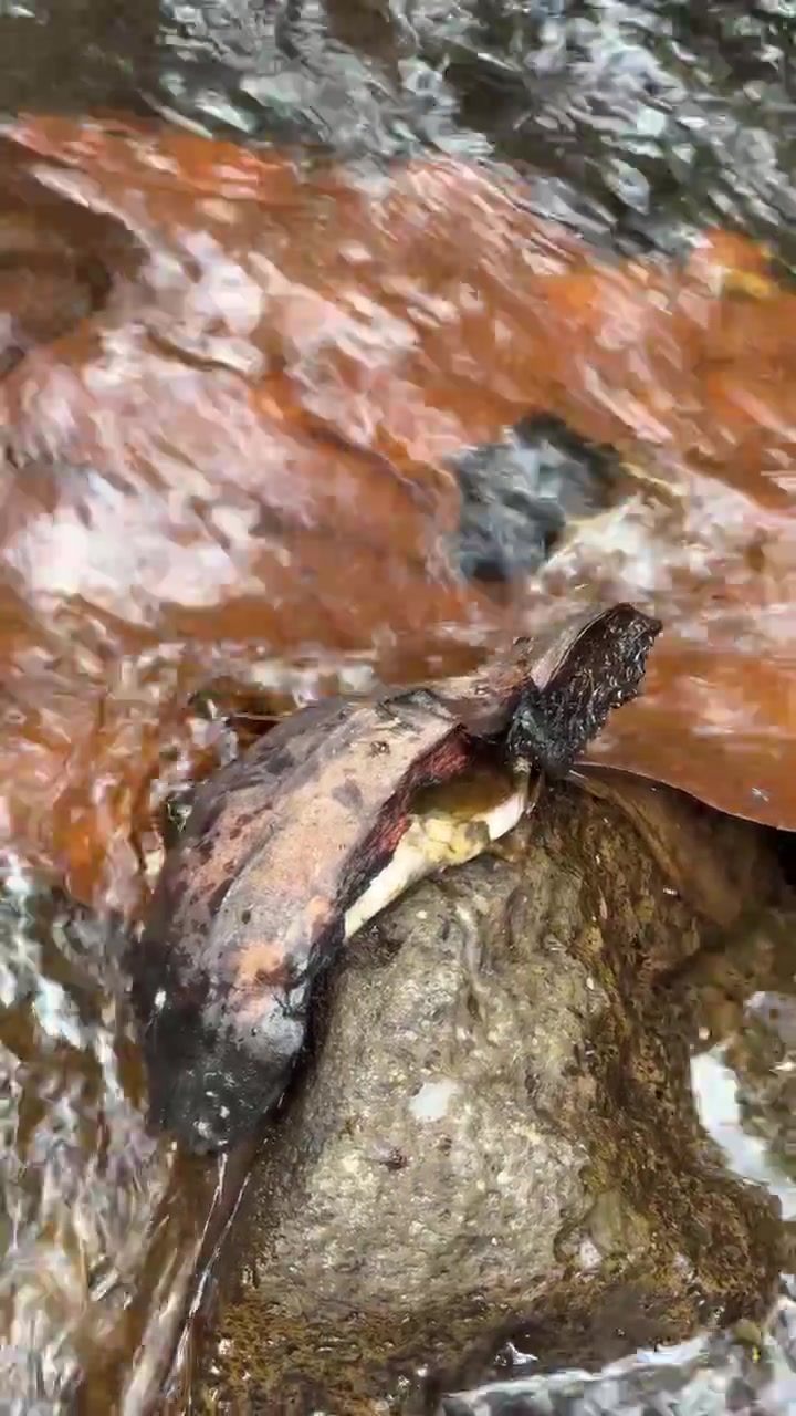 Small Turtle Resting on Rock in Flowing Forest Stream