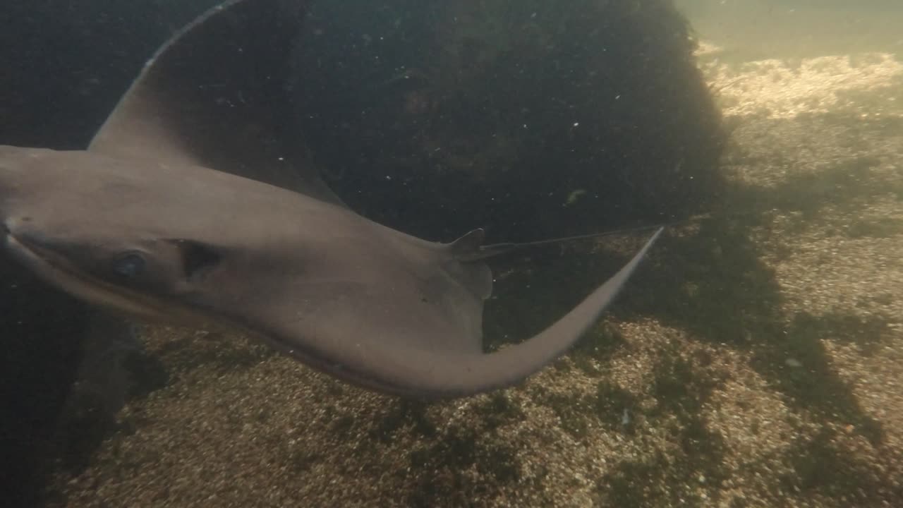 imágenes bajo el agua de rayas nadando en un tanque