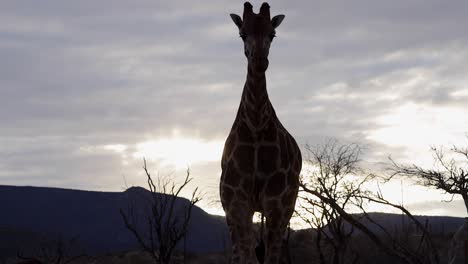 Giraffensilhouette-Nähert-Sich-Im-Gegenlicht-Des-Sonnenuntergangs-In-Zeitlupe