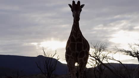 silueta de jirafa que se acerca iluminada por el atardecer slomo