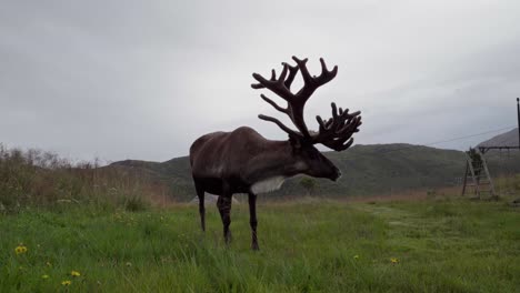 lone reindeer standing on grassy field on a cloudy day - close up