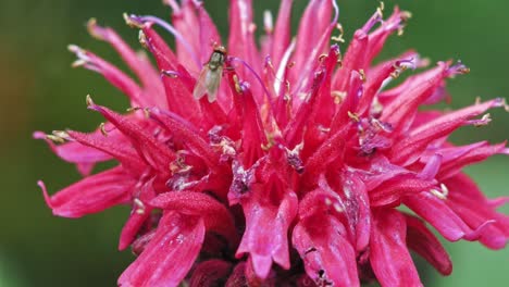 mosca doméstica alimentándose de una hermosa flor de beebalm escarlata
