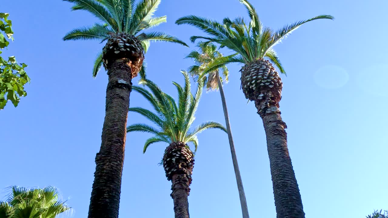 은 푸른 하늘 아래의 높은 나무의 조용한 풍경, 멜버른 동물원에서 자연의 아름다움과 평온을 보여줍니다.