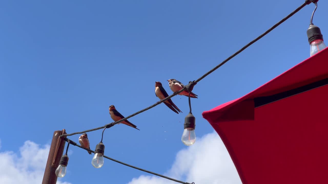 Tre fugle sidder på lyskæder på en veranda ved en restaurant.