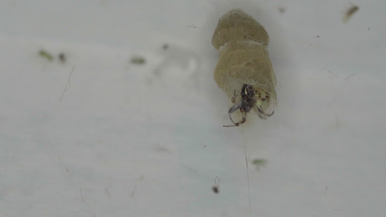 미테페이라 라비린티아 거미의 클로즈업은 둥지 안에서 참을성 있게 기다리고 있습니다.