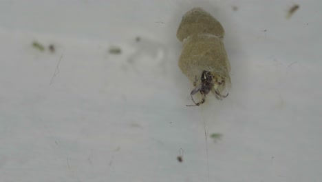 Primer-Plano-De-Una-Araña-Metepeira-Labyrinthia-Esperando-Pacientemente-Dentro-De-Su-Guarida.