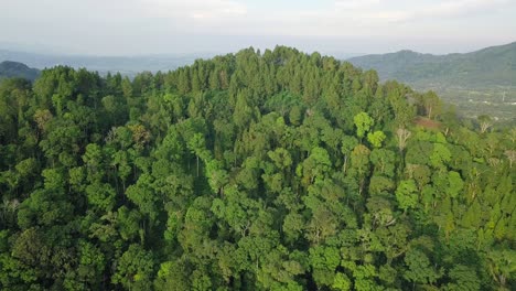 Grüne-Natur,-Kühle-Und-Frische-Luft,-Minimale-Luftverschmutzung