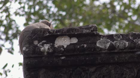 close shot of a monkey on an ancient stone pillar at angkor wat