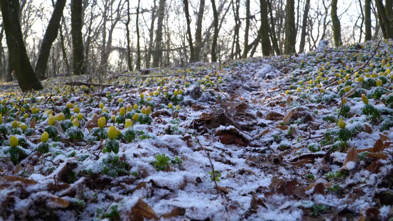 Winter aconites, spring ephemeral wildflowers, blooming proudly even when there is snow on the ground
