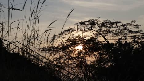 la hierba, los árboles y todo lo demás carecen de importancia cuando el hermoso sol comienza a actuar.