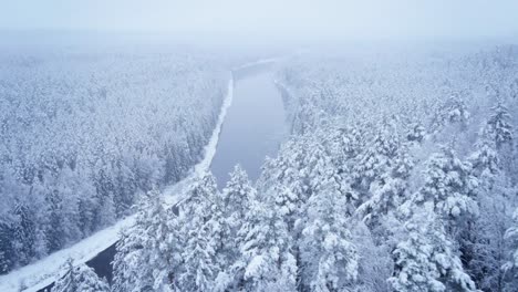 snowy winter forest with river gauja in latvia