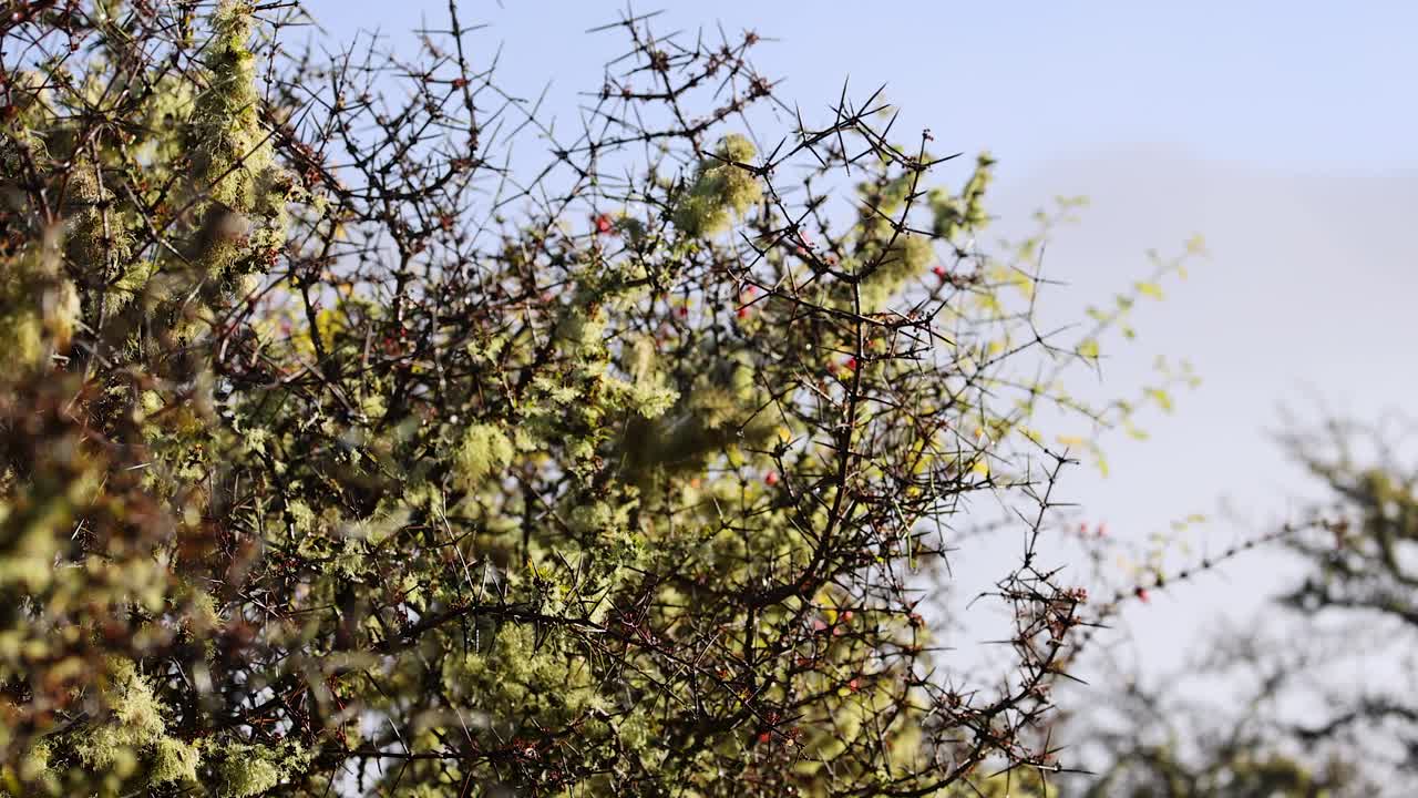 A close-up of a Matagouri tree branch with thorns and foliage moves gently in the wind, captured in natural daylight with a shallow depth of field