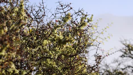 a close-up of a matagouri tree branch with thorns and foliage moves gently in the wind, captured in natural daylight with a shallow depth of field