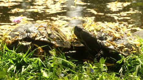 dos tortugas se sientan en la orilla de un estanque al sol y miran a su alrededor