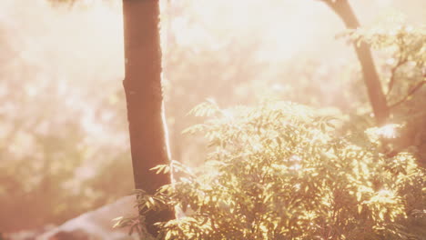 beautiful-green-forest-glade-in-a-light-of-sun