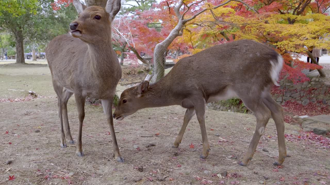 Cute deer close to camera looking around and searching for food