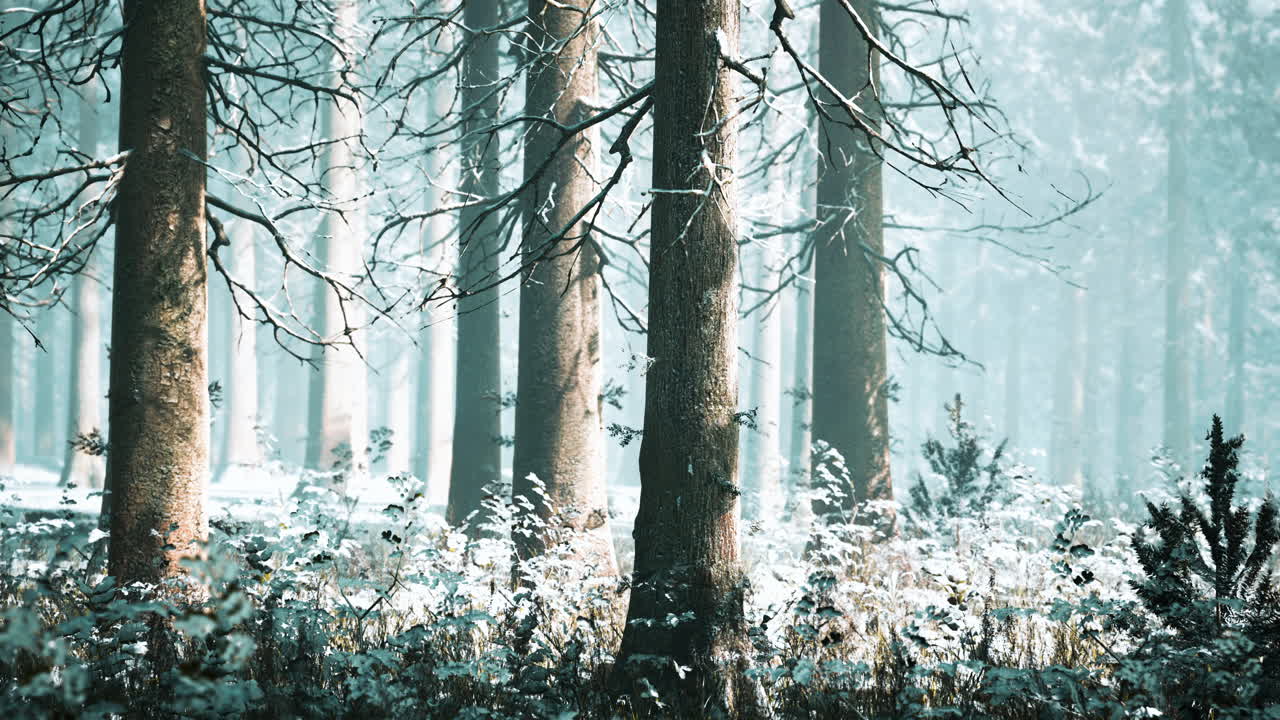 눈과  ⁇ 빛이 나무를 통해 오는 신비로운 겨울 숲