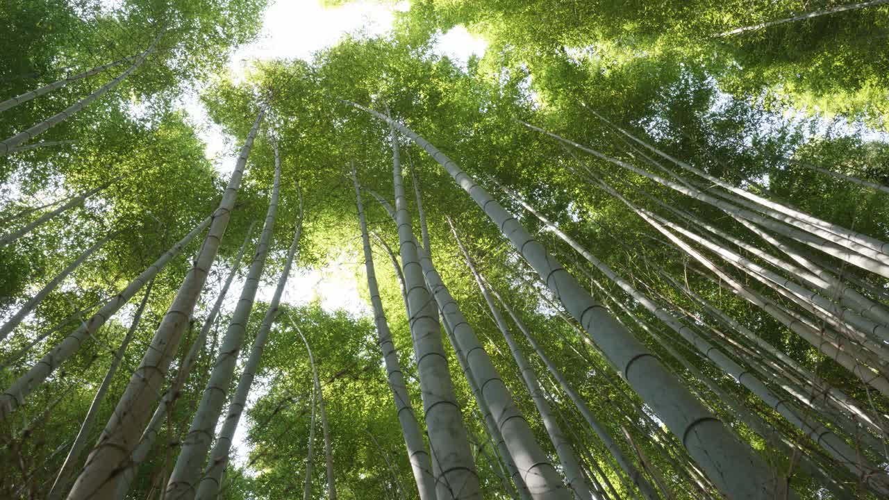 Bamboo trees growing tall in Arashiyama, Kyoto, Japan