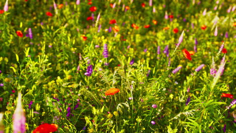 primer plano de flores coloridas que florecen en un prado soleado