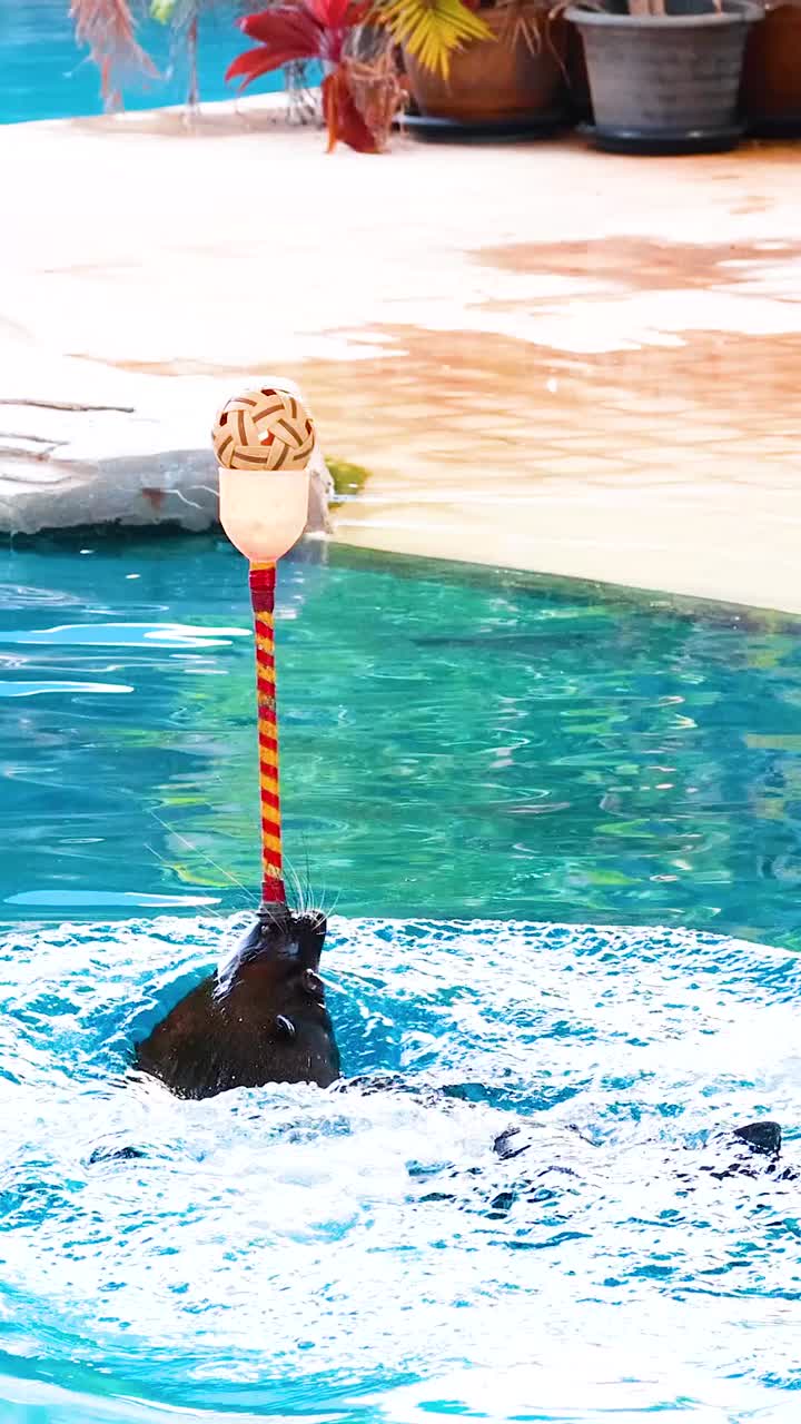 морской лев выполняет трюки с тренерами