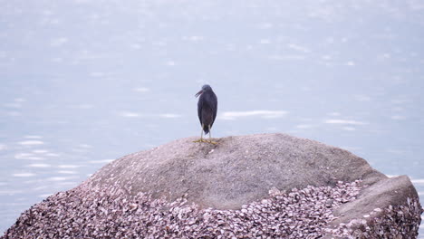 Östlicher-Riffreiher-Oder-östlicher-Riffreiher-Auf-Großem,-Mit-Muschelgruppen-Bedeckten-Felsen-Am-Meer-In-Thailand,-Hua-Hin---Weitwinkel-Zeitlupe