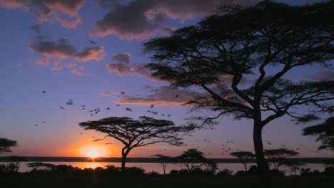 birds fly at sunset near acacia trees on the savannah of africa