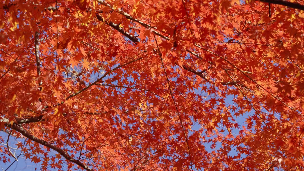 Slow motion slider looking up at bright red