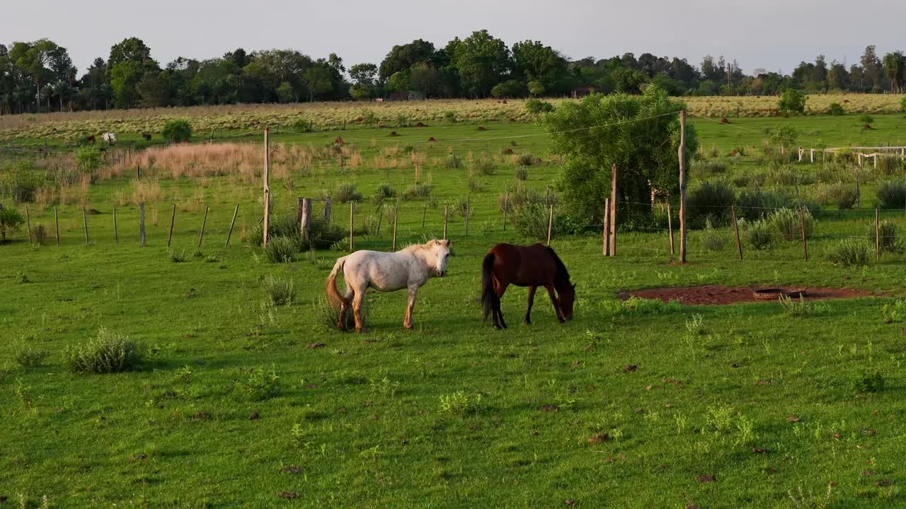 drone acercándose a un caballo marrón y blanco en un hermoso pasto verde