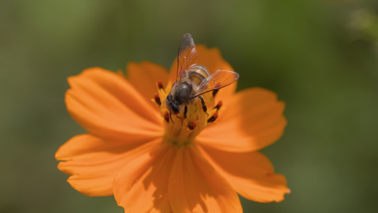Eine Indische Honigbiene saugt Nektar von einer leuchtend orangefarbenen Cosmos-Blume und fliegt ab, in Makro-Nahaufnahme.