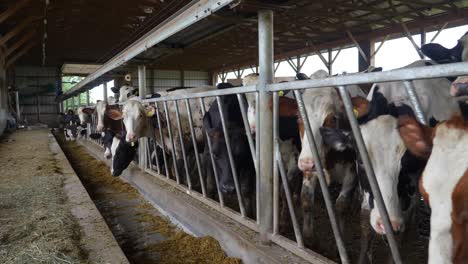 reverse shot of heifers packed into small barn