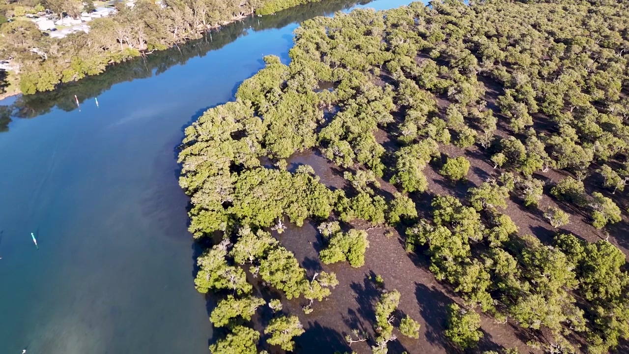 Vista aérea con dron de exuberantes manglares verdes a lo largo de un tranquilo río azul en Australia.