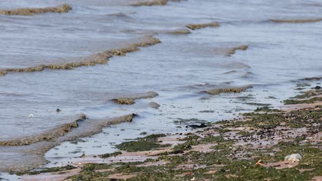 gentle waves washing over seaweed-covered shore