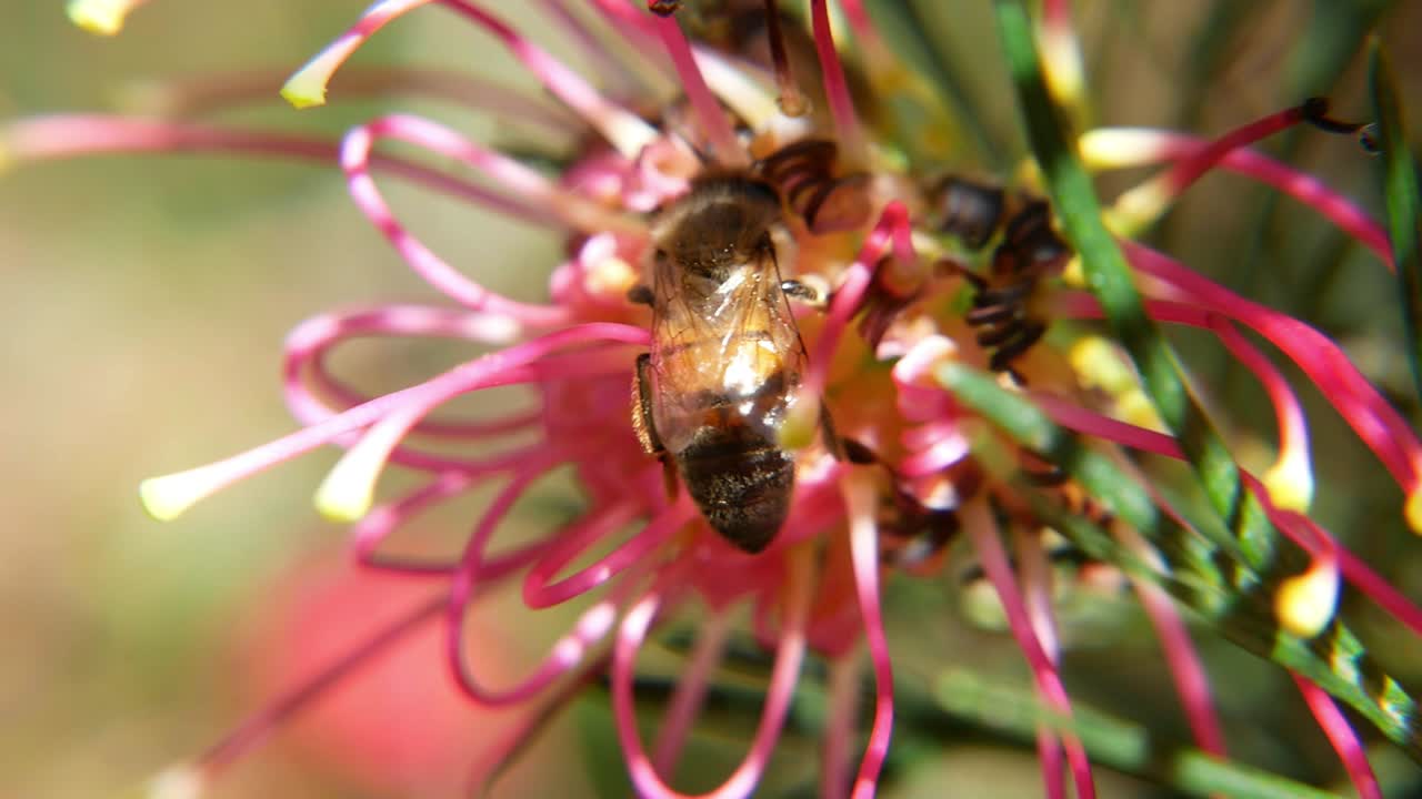 Macro shot of a honeybee pollinating a pink flower
