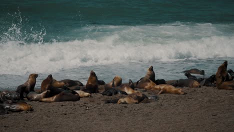 Patagonian-Sea-Lions-With-Pups-And-Elephant-Seals-In-Peninsula-Valdes,-Patagonia,-Argentina