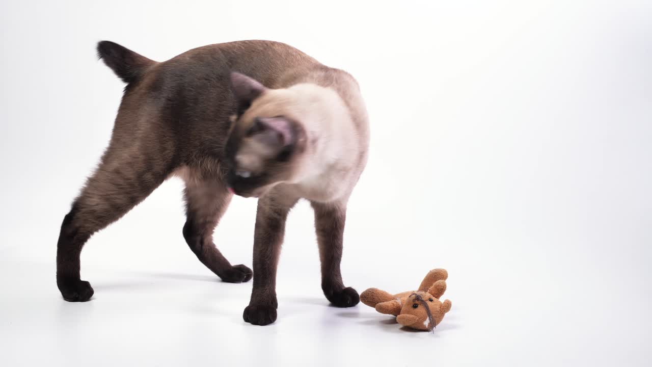 Il gatto salta per avvicinarsi al suo giocattolo, il piccolo orsetto, lo annusa, poi esce dall'inquadratura.