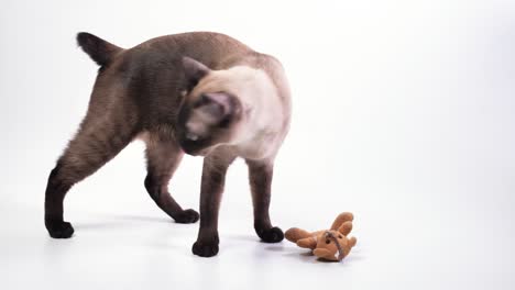 cat jump to approach to his toy, the little bear, he sniff, then he left the left frame