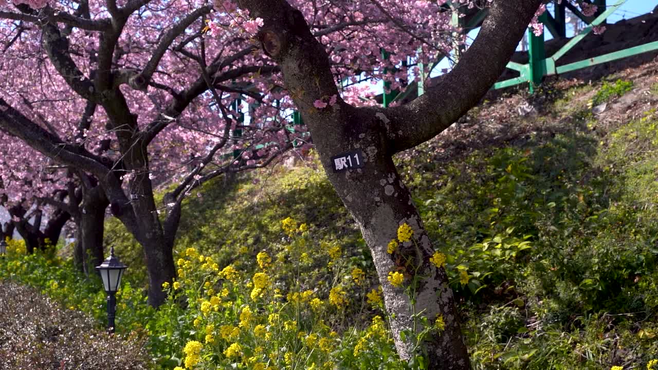 Bellissimi petali di sakura che cadono lentamente dall'albero accanto a campi di fiori di colza.