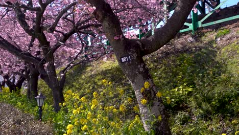 beautiful sakura petals slowly falling from tree next to rape flower fields