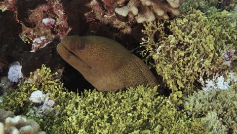 close shot of a green moray eel on a tropical coral reef, tuamotu archipelage, french polynesia, tahiti, south pacific ocean