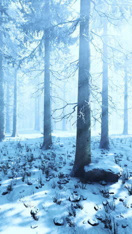 winter forest